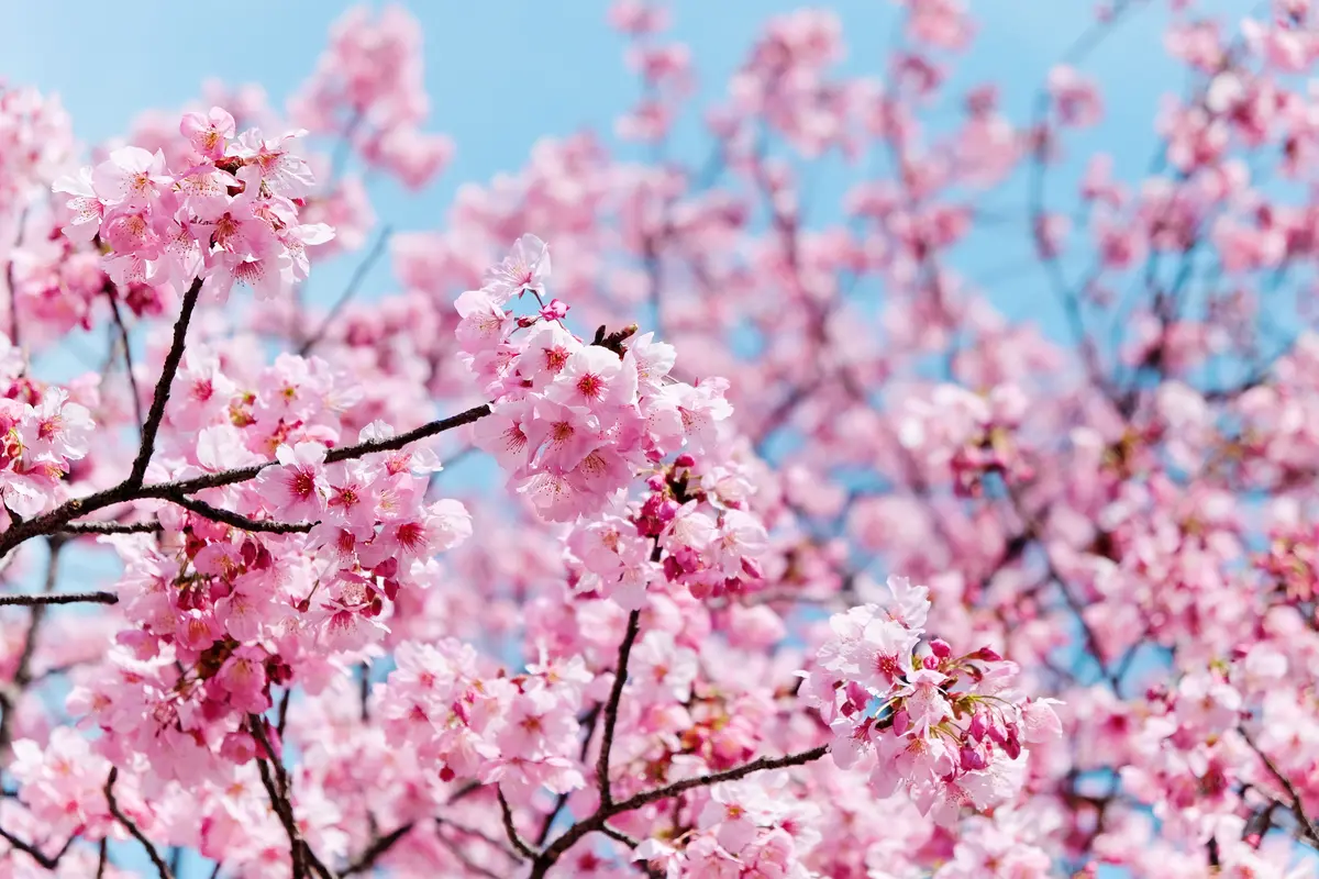 Cherry blossom tree in bloom